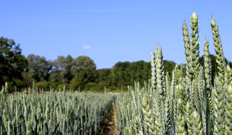 Photosynthetically boosted wheat